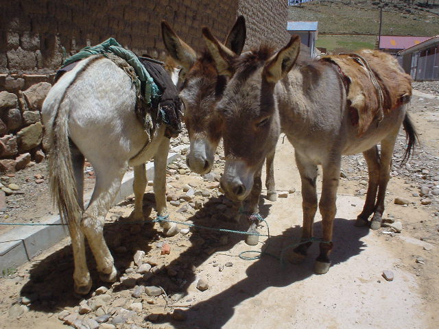 DSC04642mules.JPG