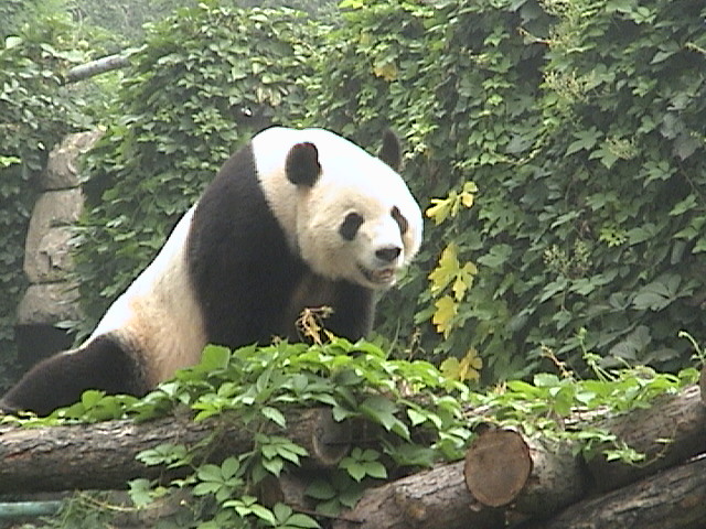 DSC07440pandasmile.JPG