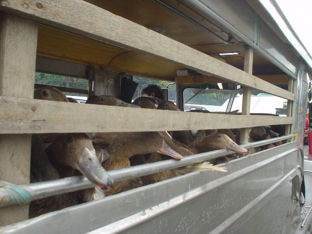 DSC00188duckjeepney.JPG