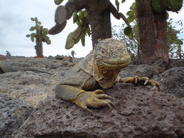 DSC01747landiguana.JPG